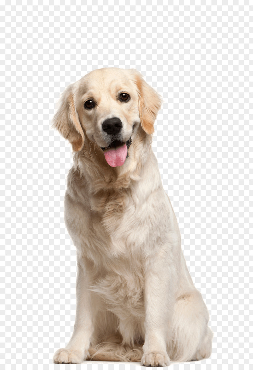 Golden Retriever Puppy Cat Dog Breed PNG