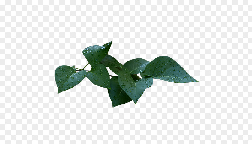 Leaf Flower Bud PNG
