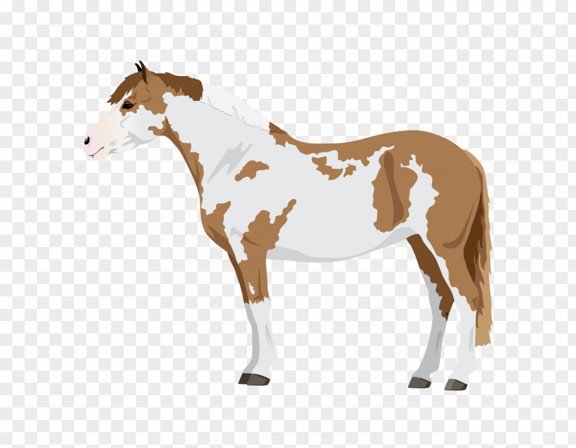 Mustang Pony Stallion Foal Sorrel PNG