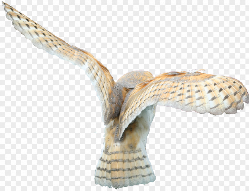 Owl PNG