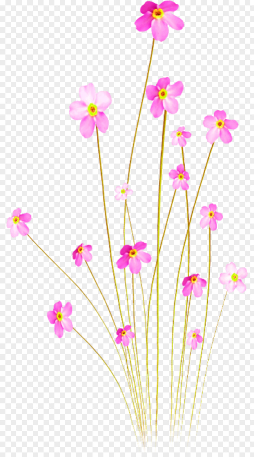 Peach Flower Pink Flowers Peachez, Een Romance PNG