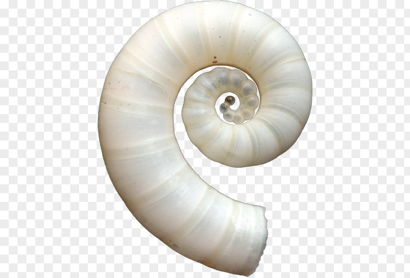 Seashell Spirula Squid Nautiluses Malacology PNG