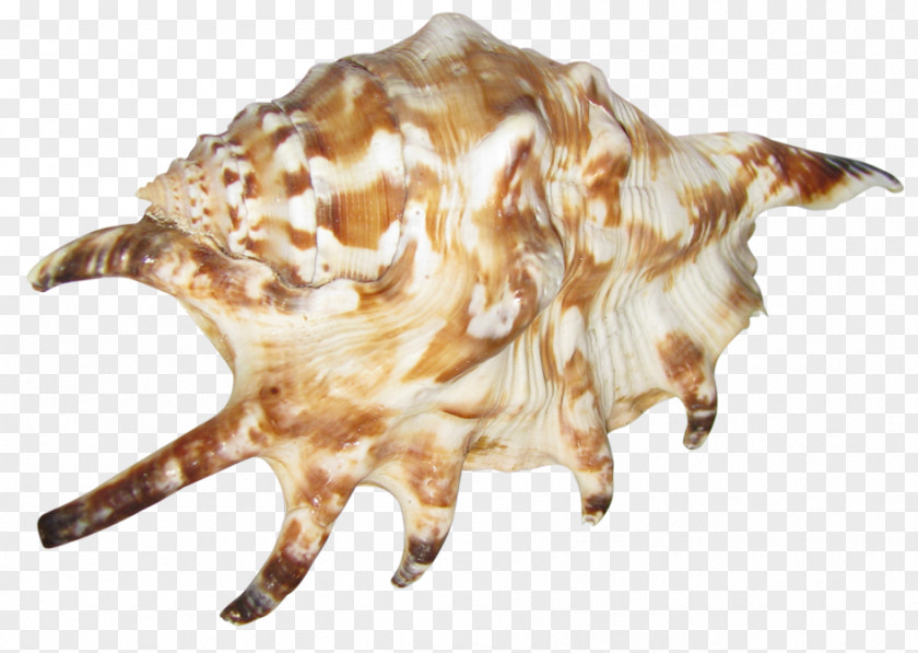 Transparent Seashell Picture Image File Formats Lossless Compression PNG