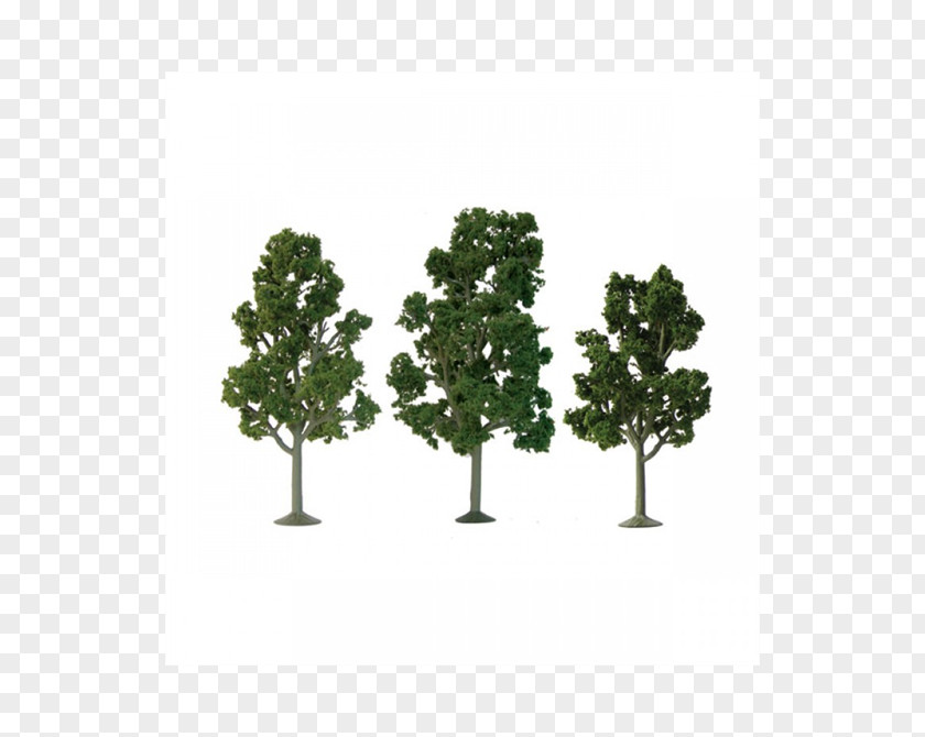 Tree American Sycamore HO Scale N London Plane PNG