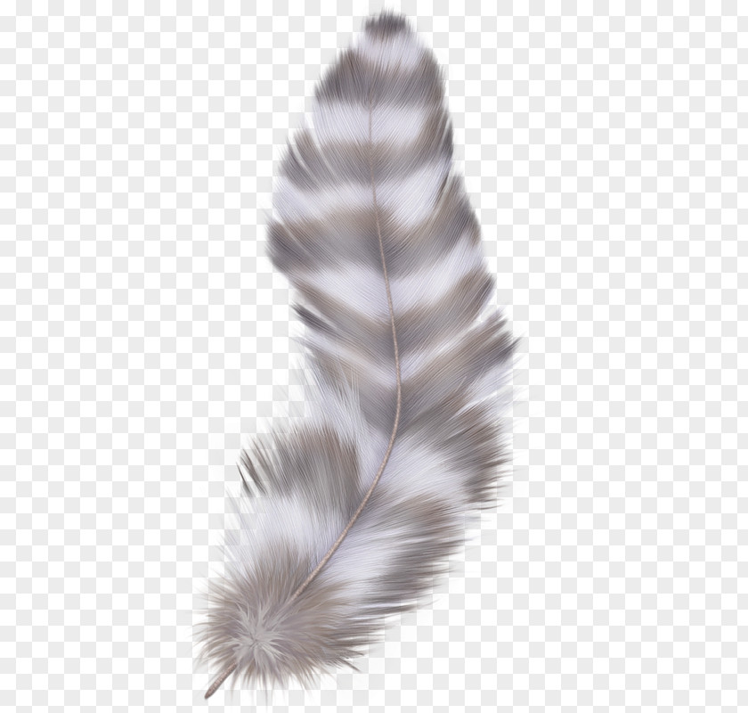 Feather Digital Image Clip Art PNG