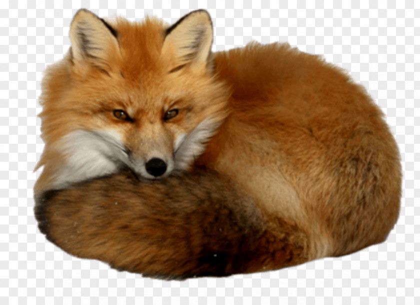 Fox Red Image PNG