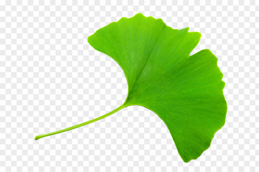 Ginkgobaum Maidenhair Tree Stock Photography Royalty-free Stock.xchng PNG
