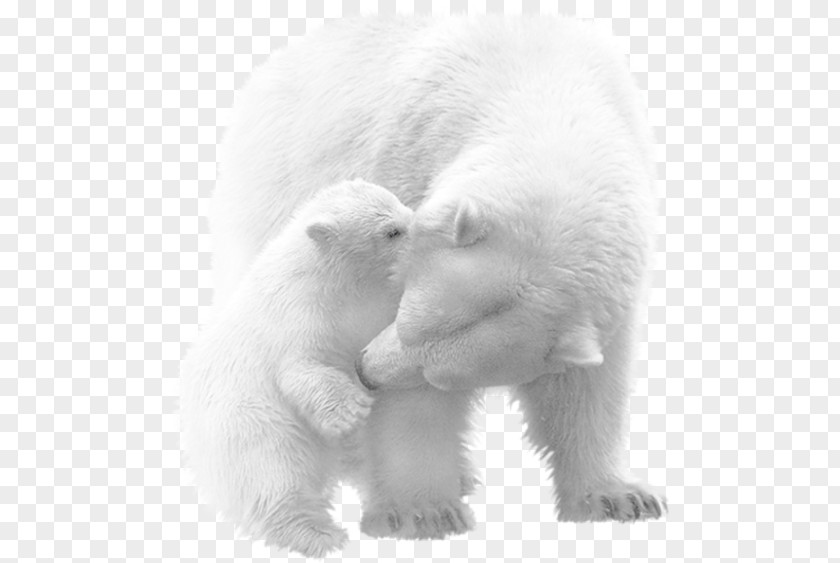 Polar Bear Vicks, The Cub American Black Animal Painting PNG
