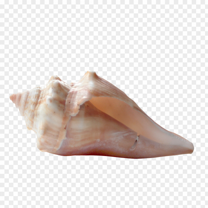 Seaside Shell Material Free To Pull Seashell Ice Cube PNG