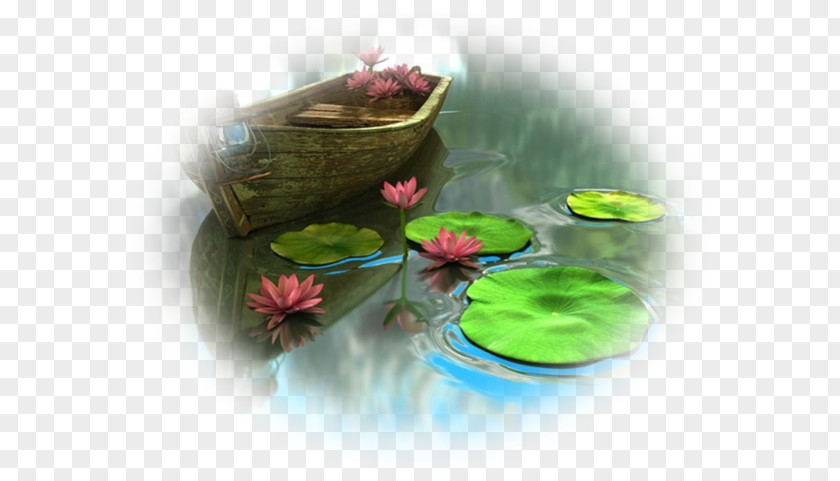 Water Lily Pond Lilium Nelumbo Nucifera Desktop Wallpaper PNG