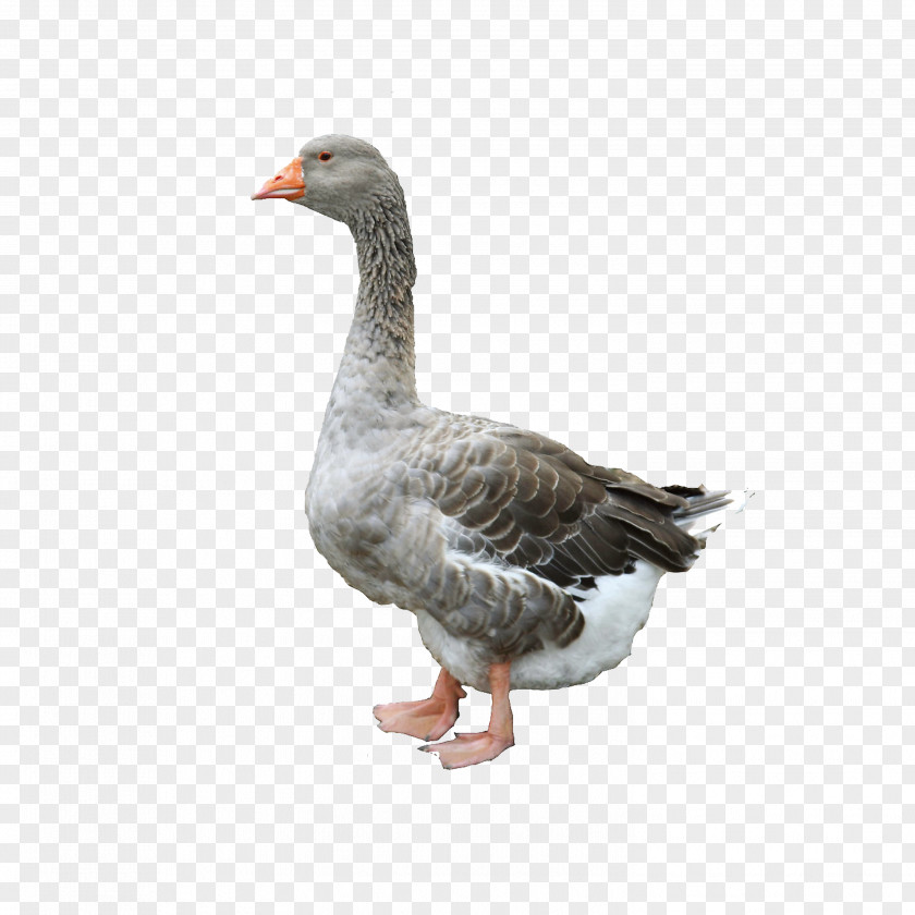 Goose Domestic Duck Chicken Poultry PNG