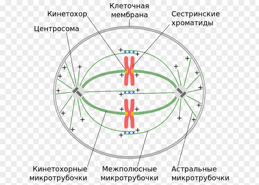 Spindle Apparatus Centriole Cell Division Chromosome PNG