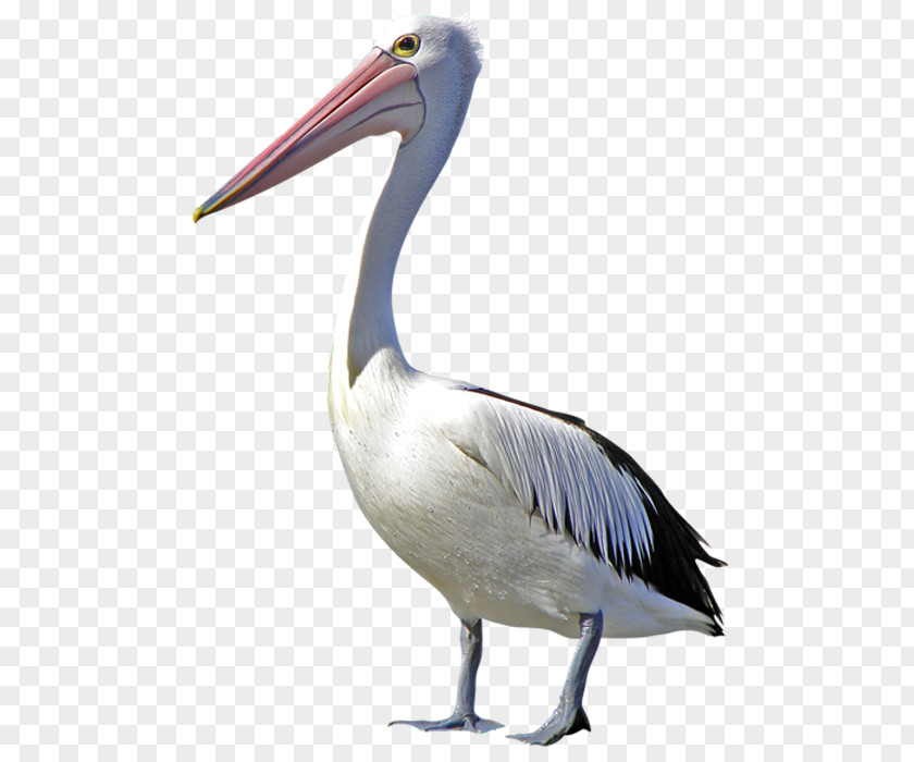 Swan Pelican Bird Duck Clip Art PNG