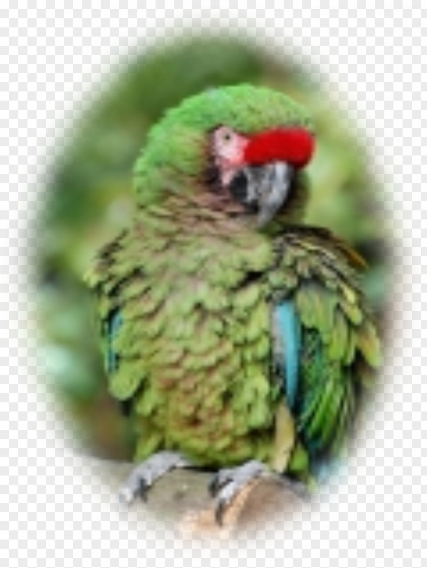 Feather Budgerigar Lovebird Macaw Parakeet Beak PNG