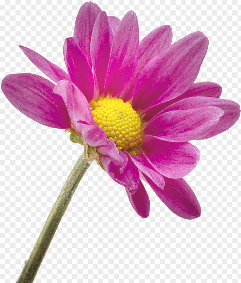 Gazania Flower Transvaal Daisy Photography Chrysanthemum PNG