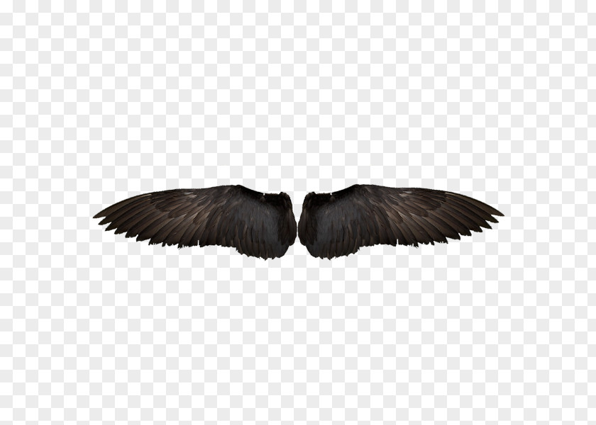 Black Eagles Wings Bird Wing Feather Computer File PNG