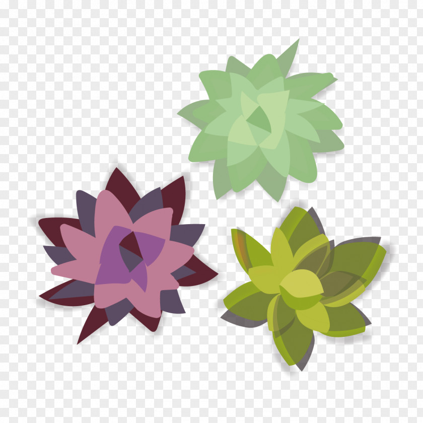 Cactus Succulent Plant Illustration Plants Houseplant PNG