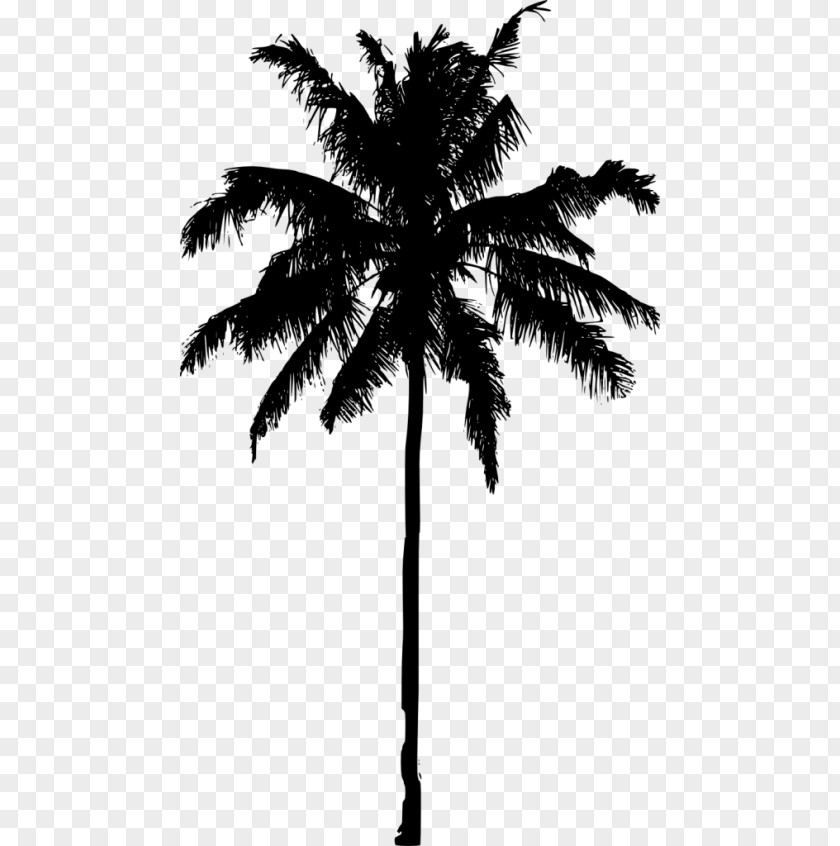 Date Palm Arecaceae Silhouette Tree Asian Palmyra PNG