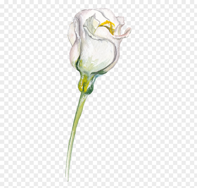 Flower Drawing Sketch PNG