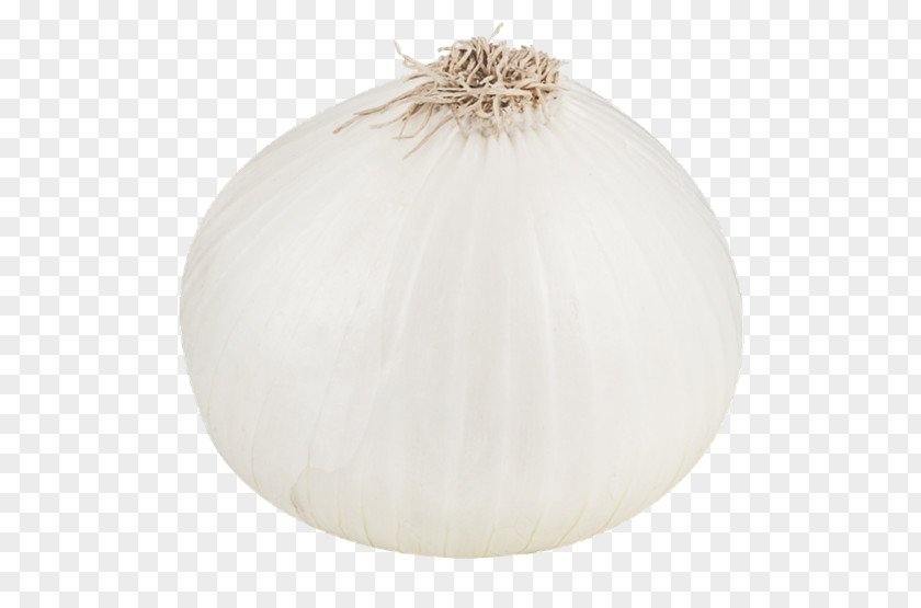 White Onion File Lighting PNG