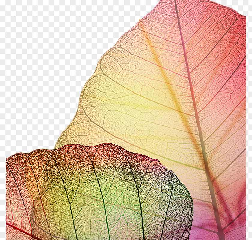 Autumn Decorative Elements Veins Laptop High-definition Television Display Resolution Video Wallpaper PNG