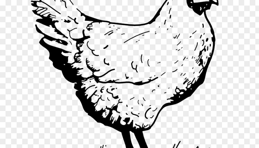 Chicken Drawing Coloring Clip Art Vector Graphics Leghorn PNG