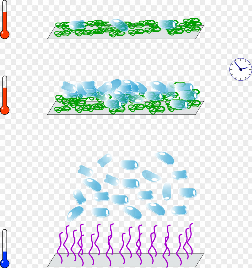 Cell Culture Monolayer Tissue Suspension PNG