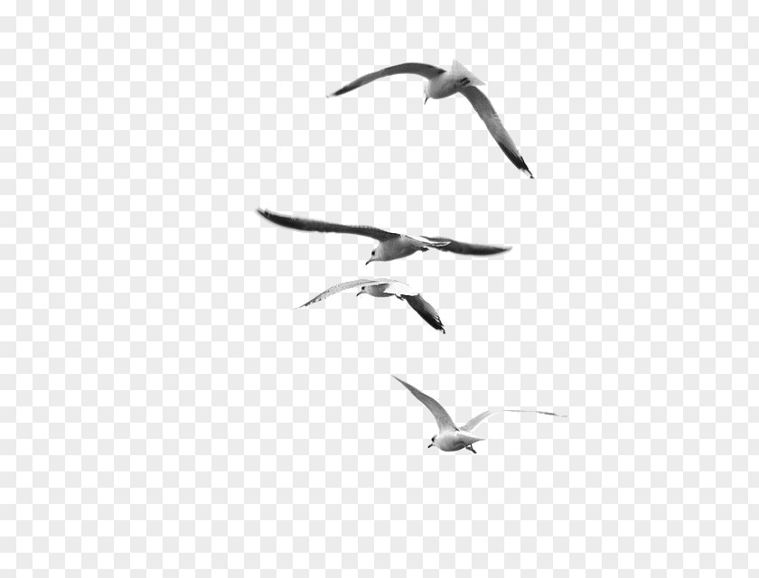 Flock Of Birds Nature Photography Black And White Bird PNG