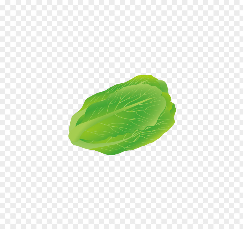 Fresh Cabbage Iceberg Lettuce Vegetable Leaf PNG