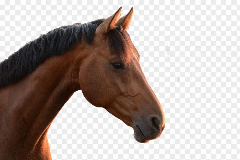Mustang Mane Thoroughbred Stallion Arabian Horse PNG