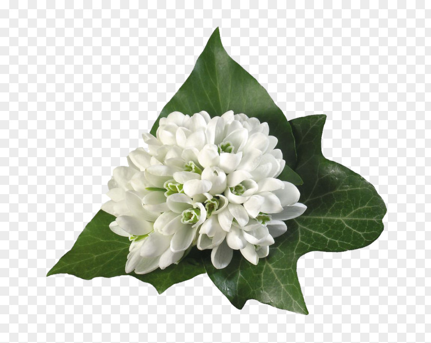 Oriental Flowers Transparent Desktop Wallpaper Image Flower Vase PNG