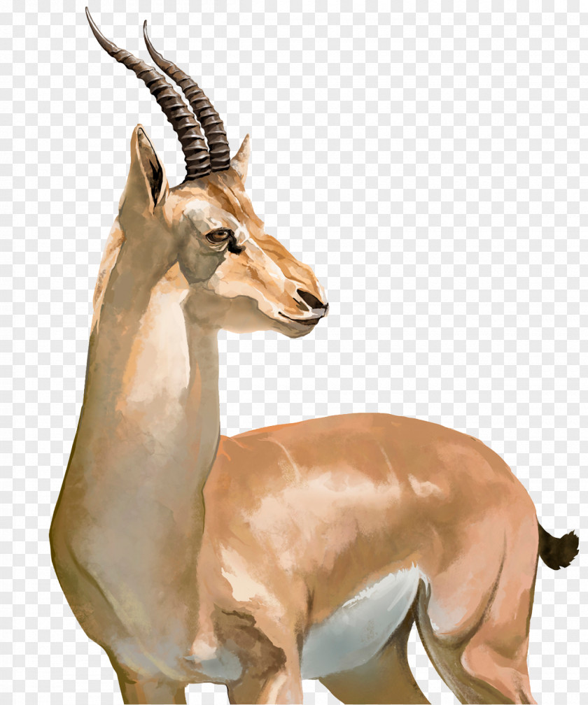 Watercolor Tibetan Antelope Impala Springbok Cheetah PNG