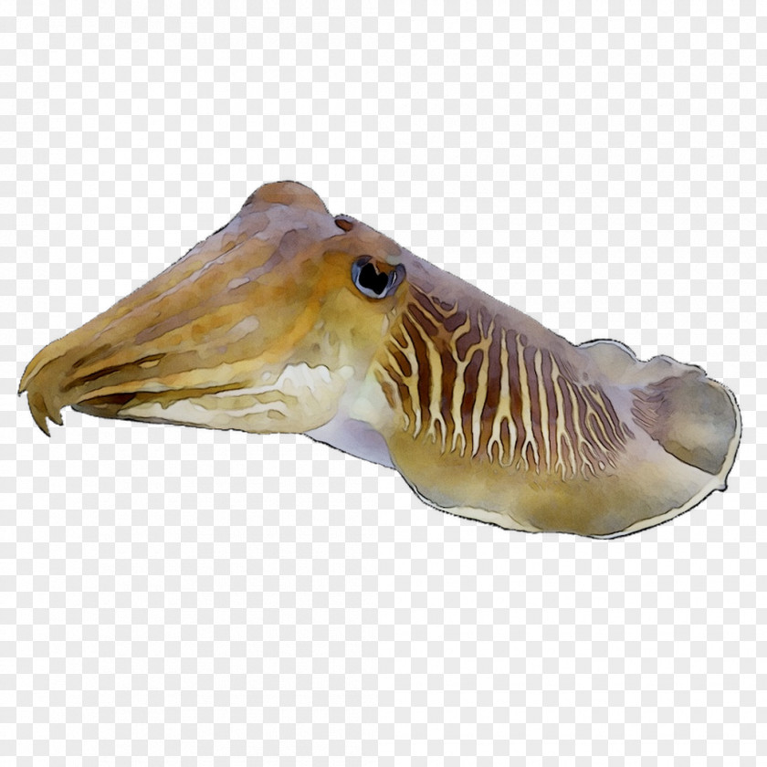 Cuttlefishes Squid Fauna PNG