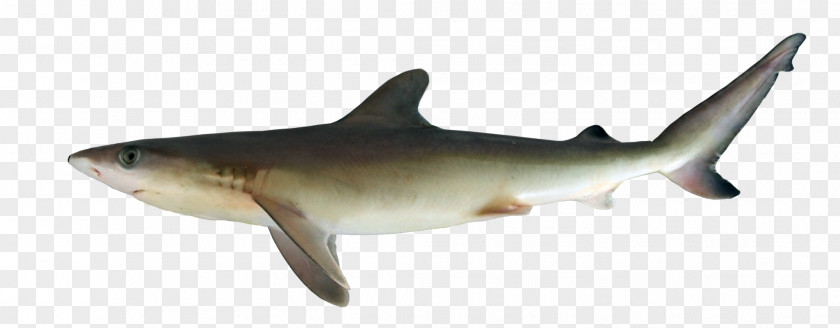 Fish Tiger Shark Squaliform Sharks Requiem Fin PNG