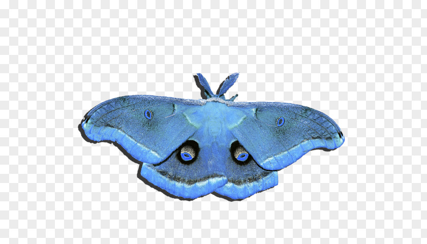 Moth Butterfly Insect Sgt. Al Powell Red PNG
