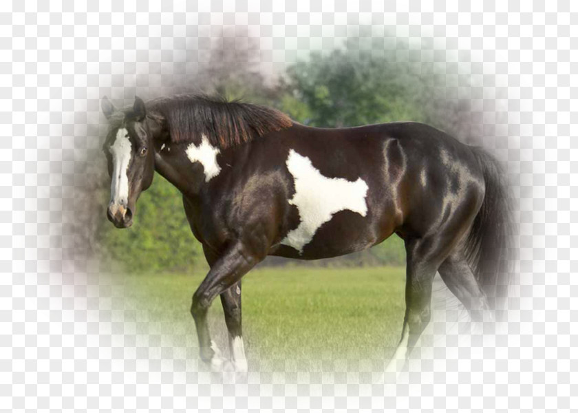 Mustang Stallion Colt Foal Mare PNG