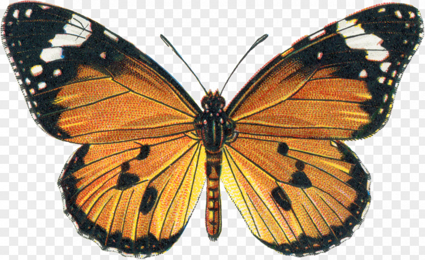 Afro Butterfly The Butterflies Of Venezuela: Nymphalidae II (Acraeinae, Libytheinae, Nymphalinae, Ithomiinae, Morphinae) Clip Art PNG