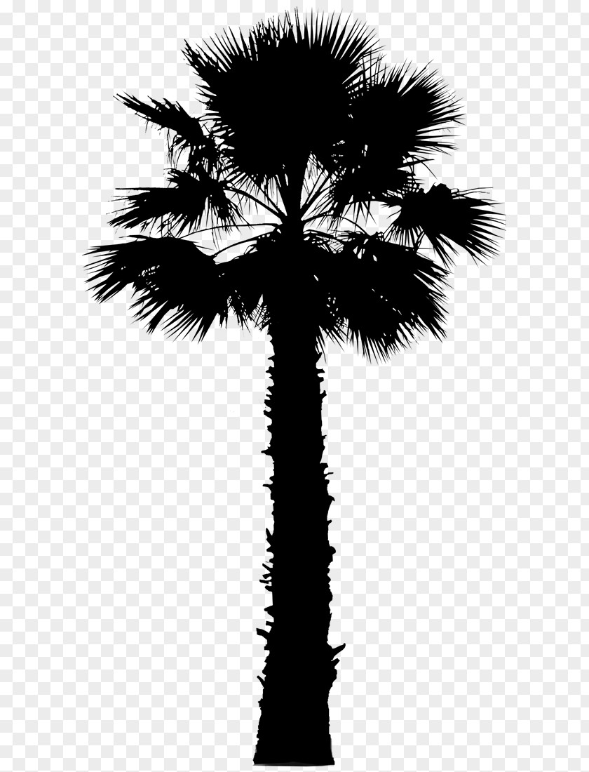 Asian Palmyra Palm Trees Vector Graphics Image California PNG
