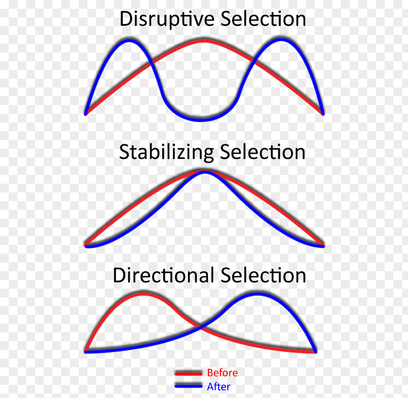 Bear No Buckle Diagram Stabilizing Selection Directional Disruptive Natural Phenotype PNG