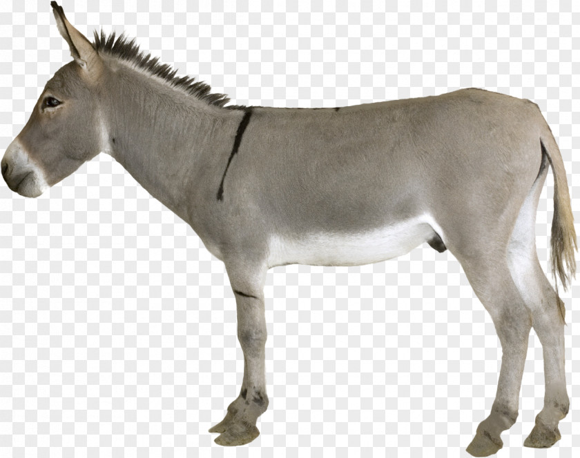 Donkey Mule Horse Mare PNG