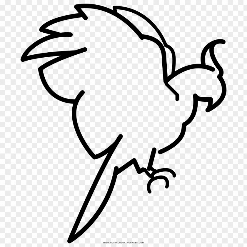 Parrot Coloring Book Black And White Drawing PNG