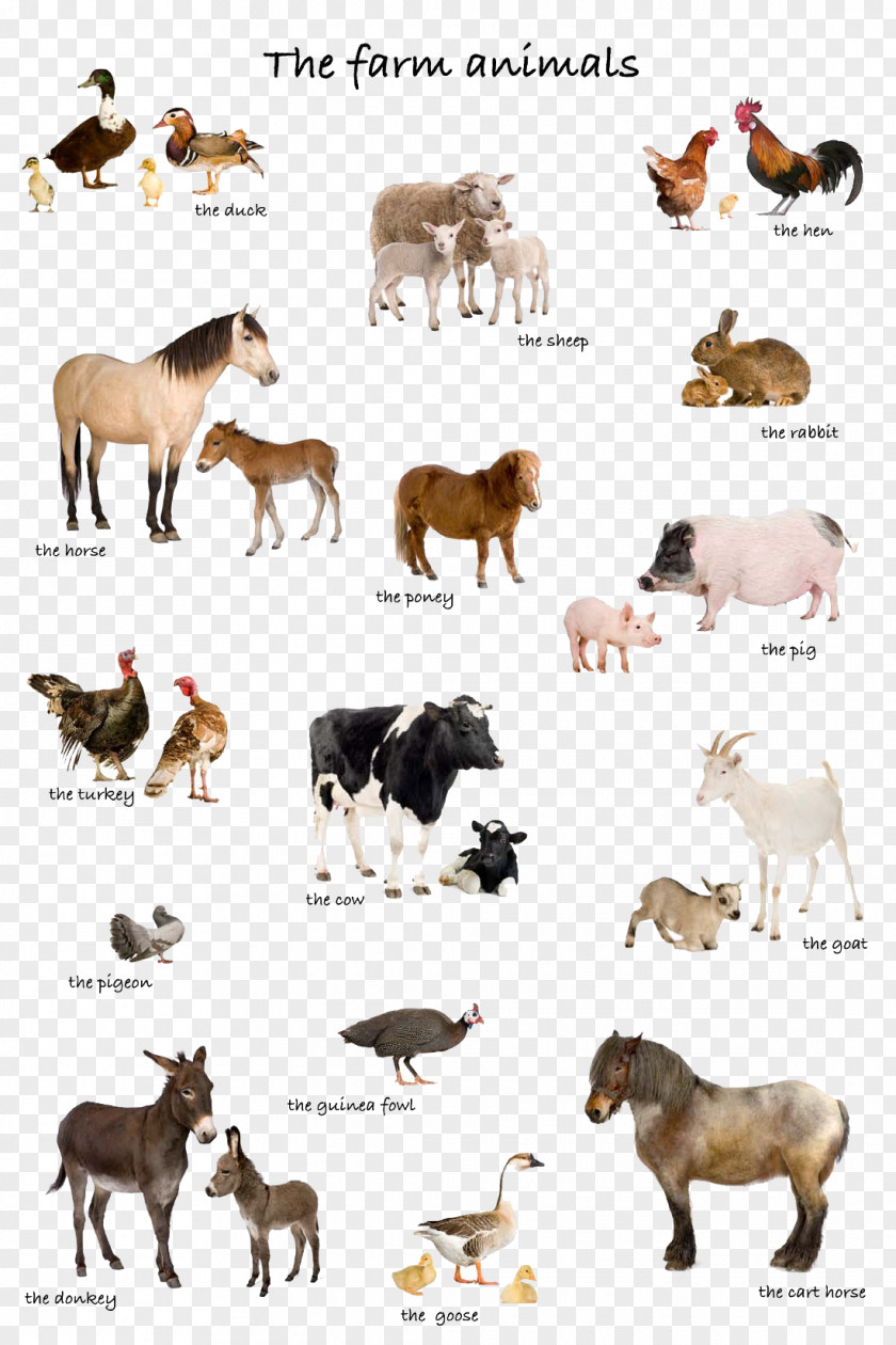 Animal Livestock Stock Photography Farm Illustration PNG