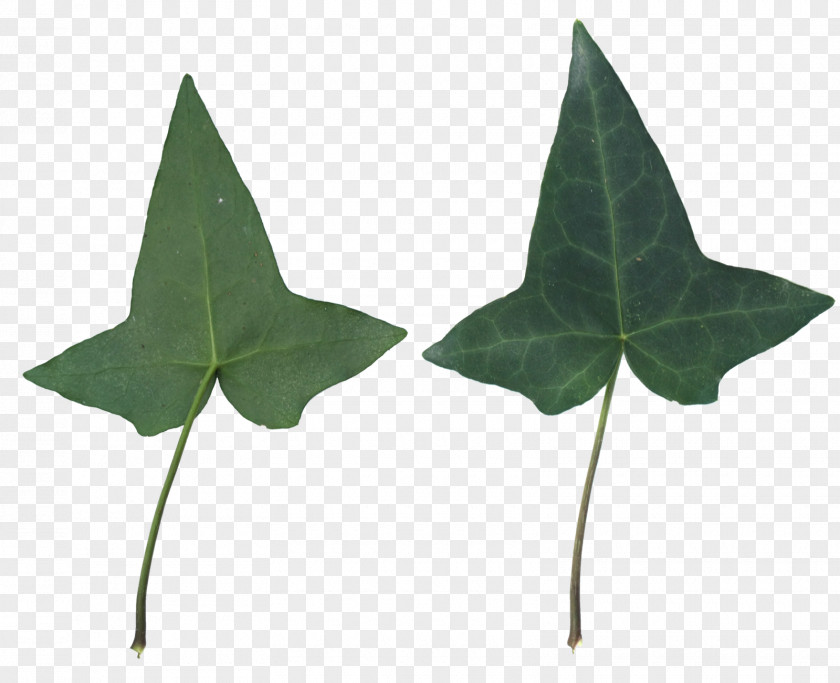 Leaf Texture Plant PNG