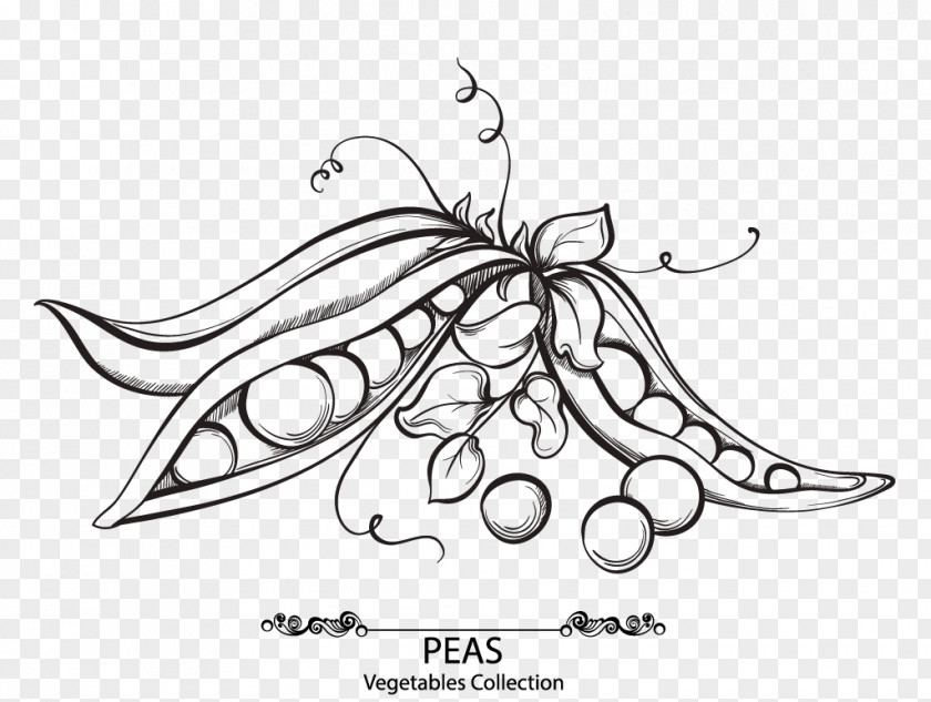 Pea Pipe Snow Drawing Euclidean Vector Bean PNG