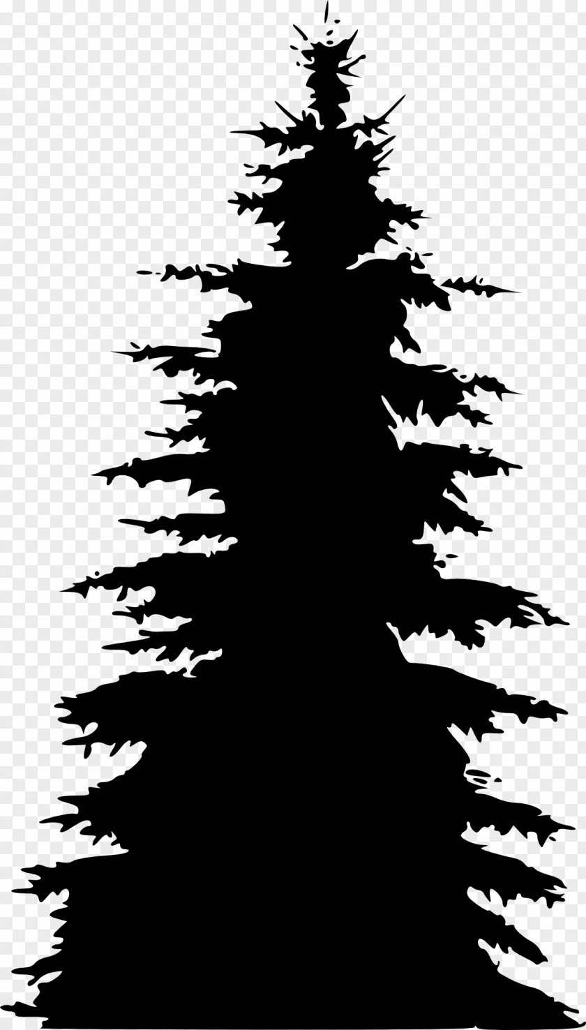 Pine Tree Fir Spruce Silhouette PNG