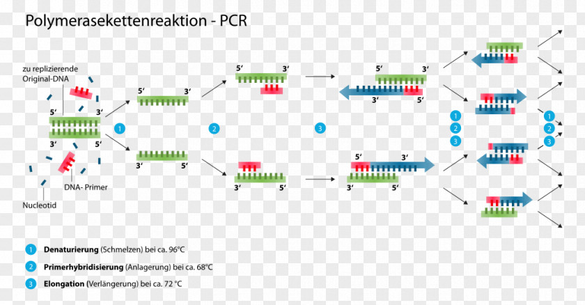 Science The Polymerase Chain Reaction DNA PNG