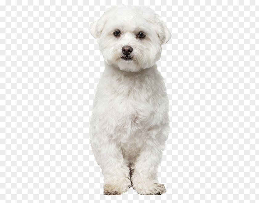 White-dog Maltese Dog Bichon Frise Havanese Bolognese Bolonka PNG