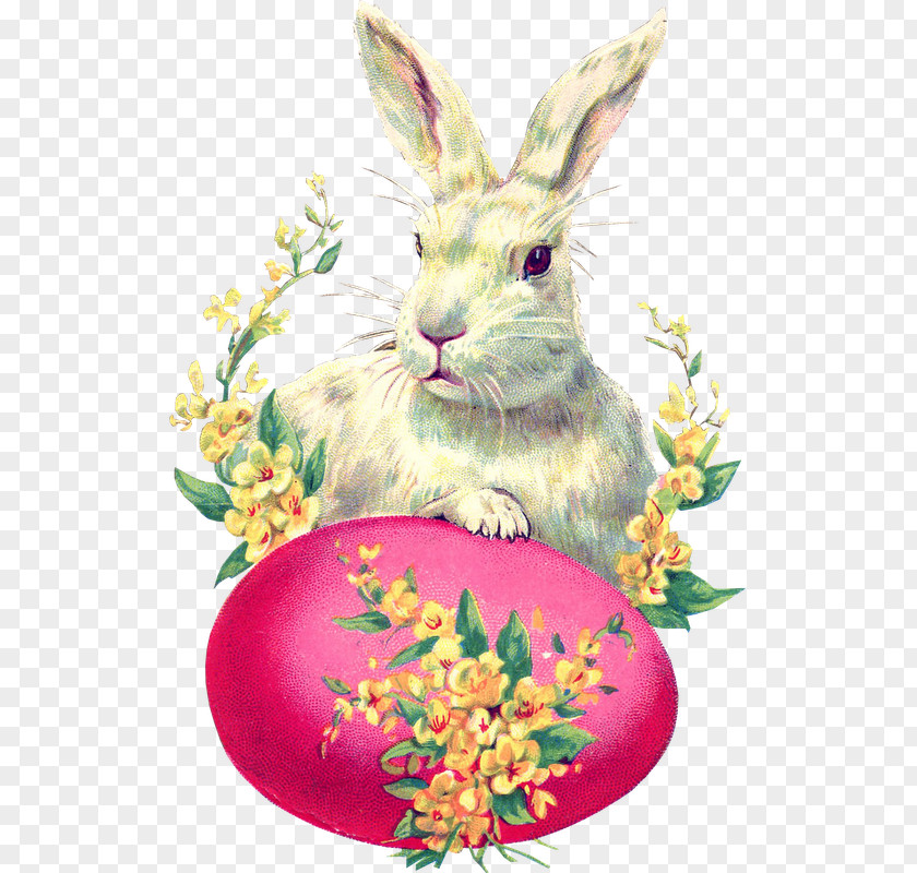 Easter Bunny Postcard Rabbit Egg PNG