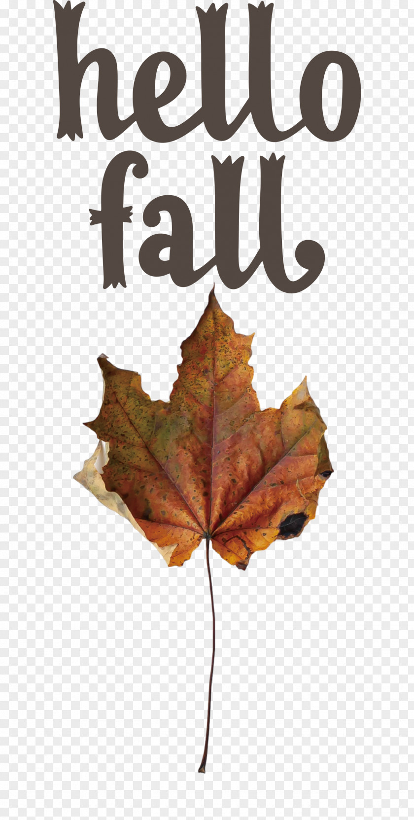 Hello Fall Fall Autumn PNG