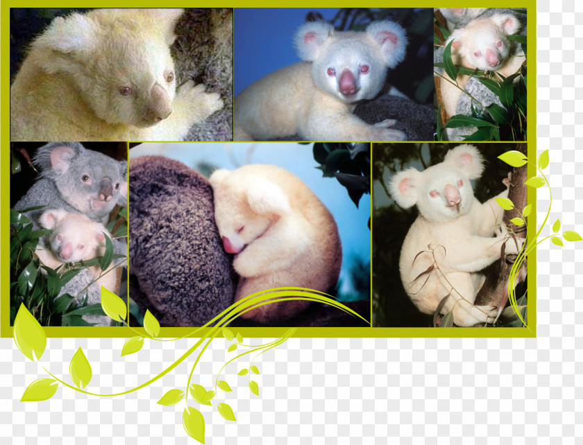 Koala Domestic Rabbit San Diego Zoo Bear Albinism PNG